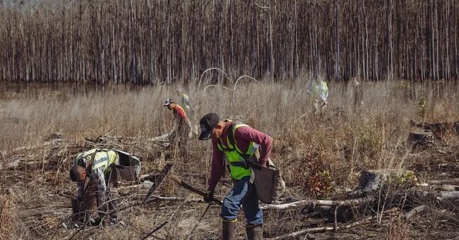 ge-trees living carbon sam altman