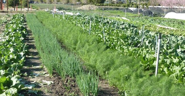 Regenerative Organic Alliance meeting at the ROC certified organic farm at The Ecology Center in San Juan Capistrano, CA organic farm tour