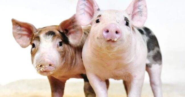 CRISPR pigs approved U.S. genetically-engineered pigs for food Genus