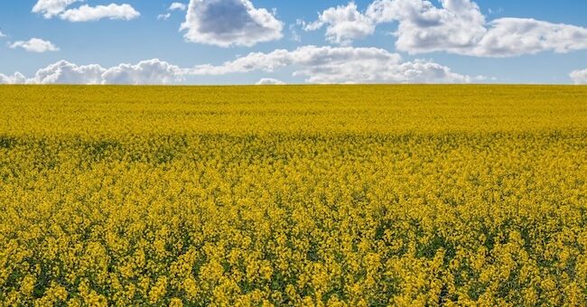 gene-edited canola