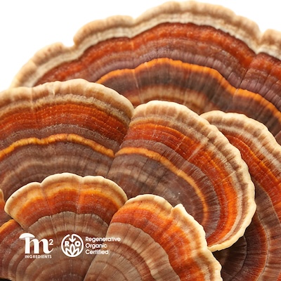 M2 Ingredients has introduced the very first Regenerative Organic Certified® Mushroom Powders and is offering them as wholesale ingredients to other brands. They come in five species -- lion’s mane, reishi, cordyceps, turkey tail, and chaga