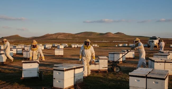 USDA: the cause of colony collapse disorder
