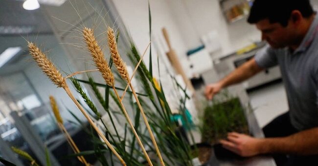GMO wheat to soon be approved in the U.S.