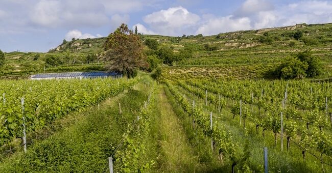 Austria vineyards are 25% organic