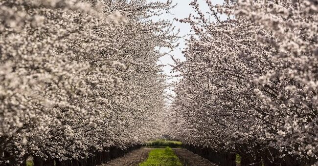 Nitricity raises 50M organic fertlizer