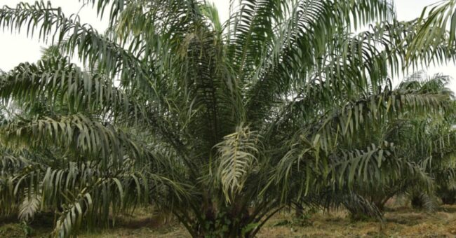 Planting Natural raises $7m